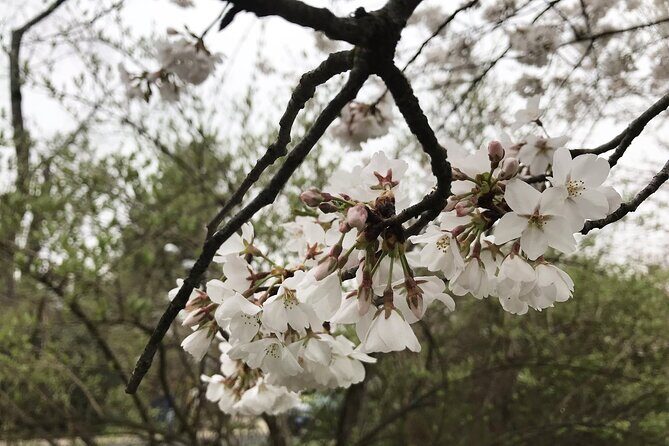 Kenwood Cherry Blossoms: Washington DC Half-Day Escape - FAQ
