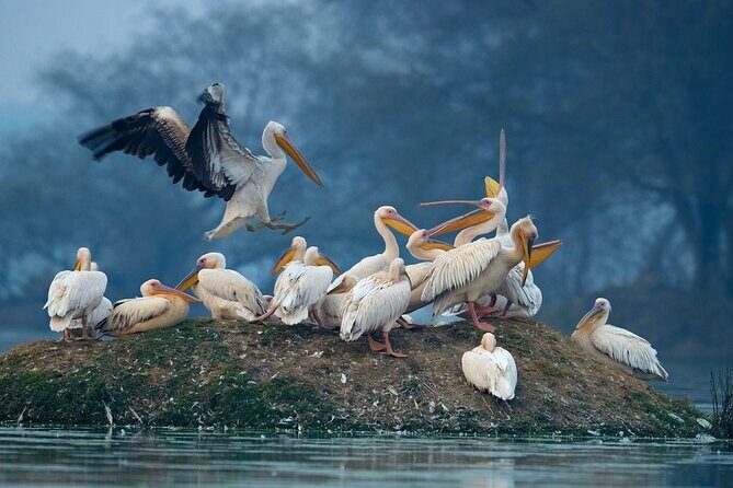 Keoladeo Birds Park Tour From Agra To Jaipur Including Entry - A Well-Organized Day Trip with Surprising Depth
