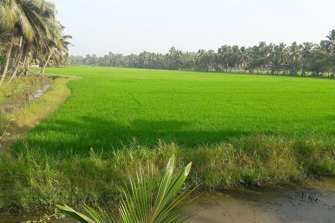 Kerala Backwater Cruise in Exclusive Water Taxi Explores Narrows - Final Thoughts