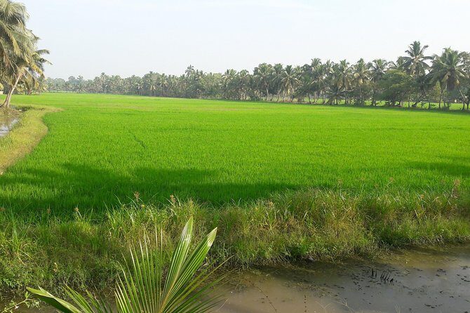 Kerala's Virgin, Prosperous Villages 1 Day Tour Free Pick up&Drop - A Detailed Look at the Kerala Village Tour