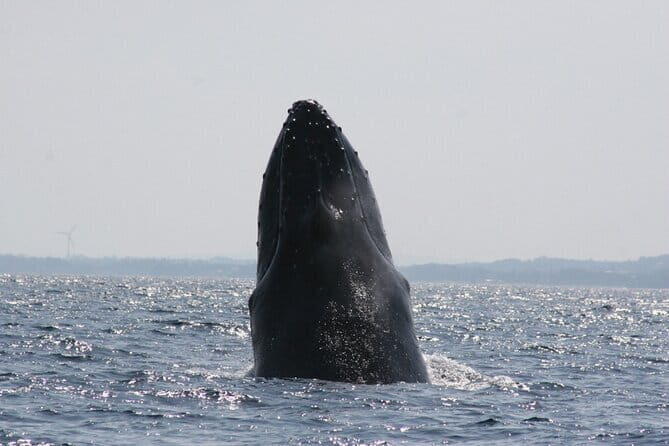 Kerama Tokashiki Island and Whale Watching Tour - Key Points