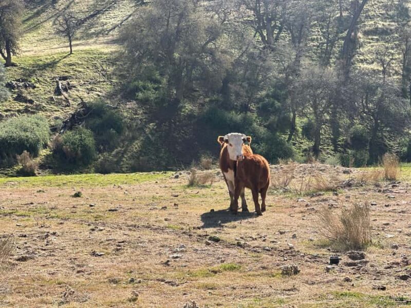 Kern County: Gold Panning Experience - FAQs