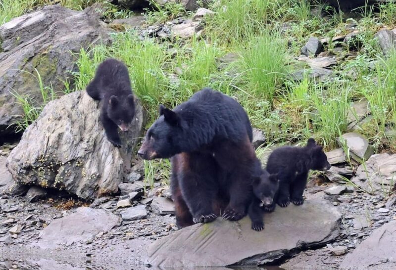 Ketchikan: Alaska Native Cultural and Scenic Shore Excursion - An In-Depth Look at the Tour