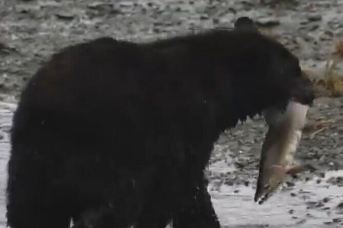 Ketchikan Alaska private tour - A Deep Dive into the Ketchikan Private Tour
