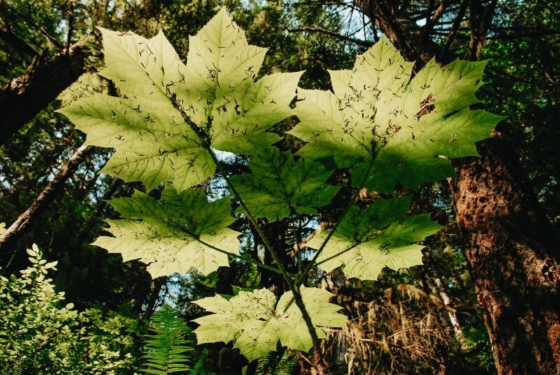 Ketchikan: Alaska Rainforest Sanctuary and Totem Park Walk - Final Thoughts