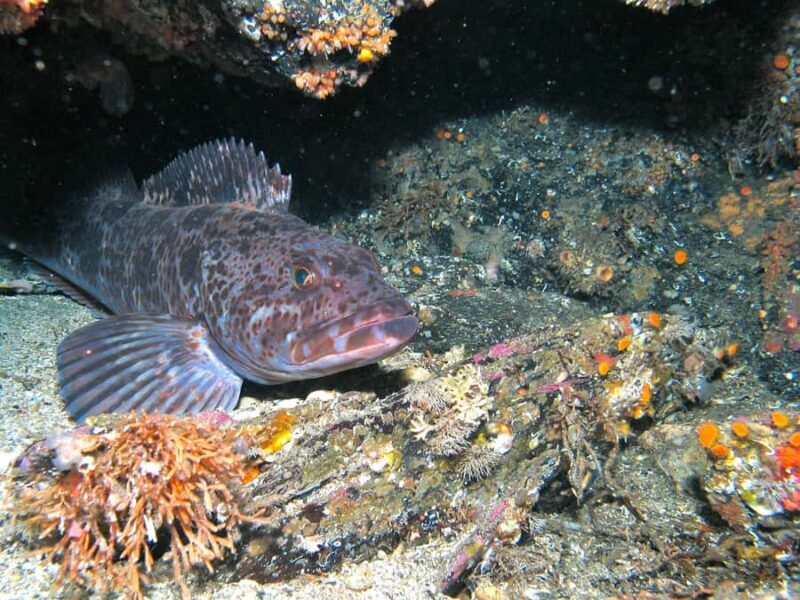 Ketchikan, Alaska: The Mountain Point Snorkeling Adventure - Key Points