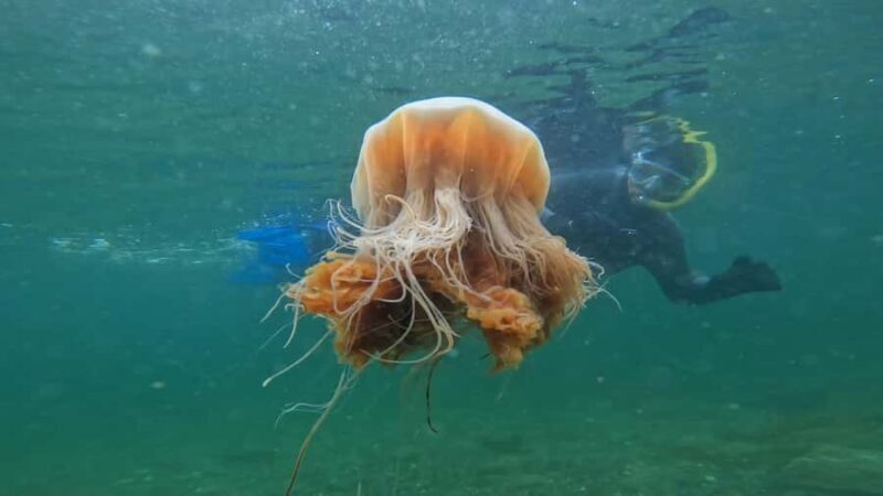 Ketchikan, Alaska: The Mountain Point Snorkeling Adventure - A Detailed Look at the Mountain Point Snorkeling Experience