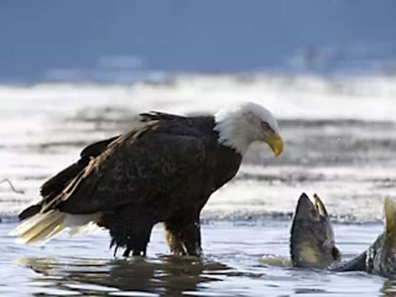 Ketchikan: E-Bike and Hike Tour - Authentic Experiences from Travelers