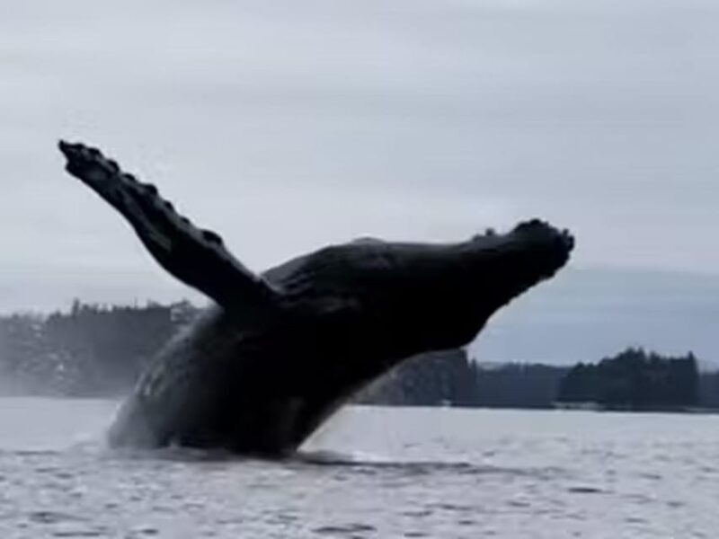 Ketchikan: Kayak Eco-Tour - Who Should Consider This Tour?