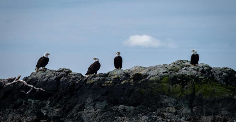 Ketchikan: Lighthouse, Totems & Eagles Excursion - An In-Depth Look at the Tour Experience