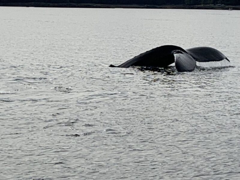 Ketchikan: Marine Wildlife and Whale Watching Boat Tour - Who Will Love This Tour?