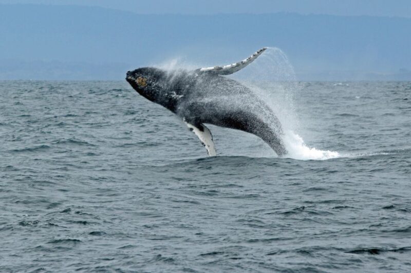Ketchikan: Marine Wildlife and Whale Watching Boat Tour - Final Thoughts