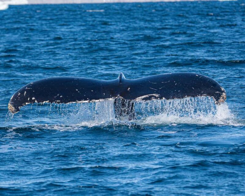 Ketchikan: Private Customizable Boat Tour with Captain Jack - An In-Depth Look at the Tour Experience