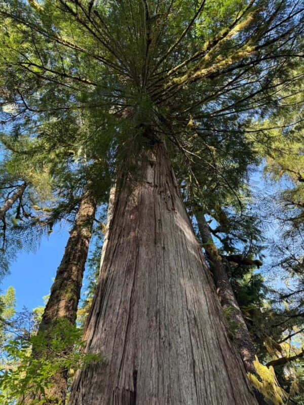 Ketchikan: Private Rainforest Hike with Cruise Pickup - A Closer Look at the Experience
