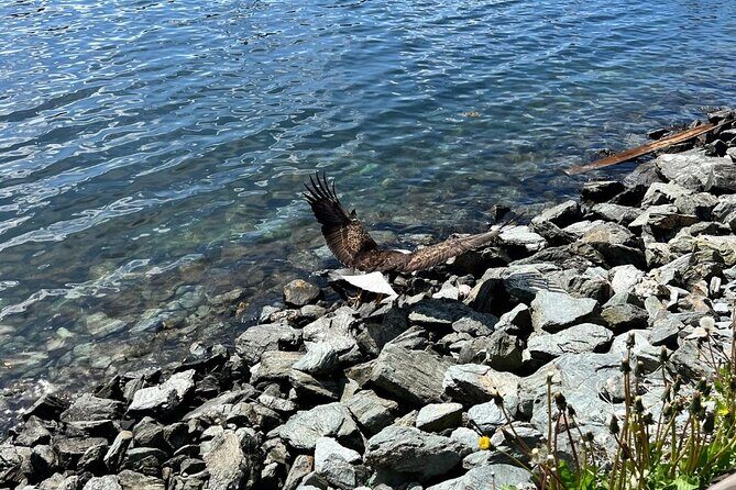 Ketchikan Rainforest Adventure Nature & Wildlife Tour - What We Love About This Tour