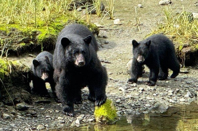 Ketchikan Rainforest Adventure Nature & Wildlife Tour - Who Should Book This Tour?