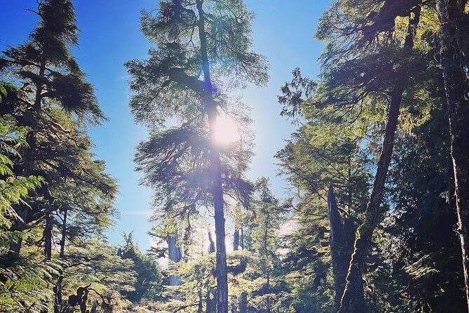 Ketchikan Rainforest Adventure Nature & Wildlife Tour - Final Thoughts