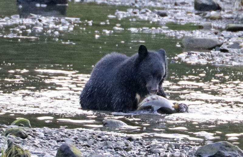Ketchikan: Totem Pole, Wildlife & City Trolley Tour - An In-Depth Look at the Ketchikan Trolley Tour