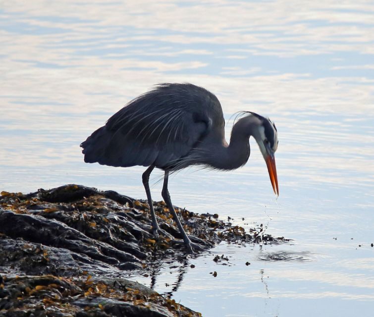 Ketchikan: Totem Pole, Wildlife & City Trolley Tour - The Sum Up