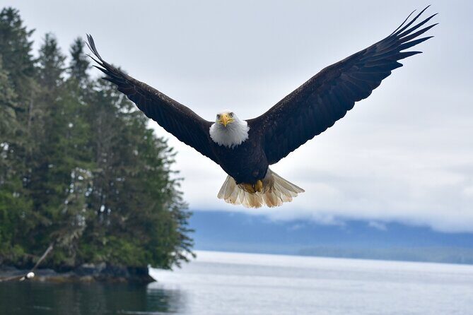 Ketchikan Ultimate Whale Watching, Wildlife, & Wilderness Dining - Key Points