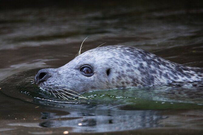 Ketchikan Ultimate Whale Watching, Wildlife, & Wilderness Dining - FAQ