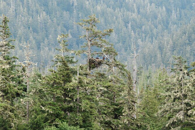 Ketchikan Waterfront & Wildlife Cruise - Exploring the Itinerary