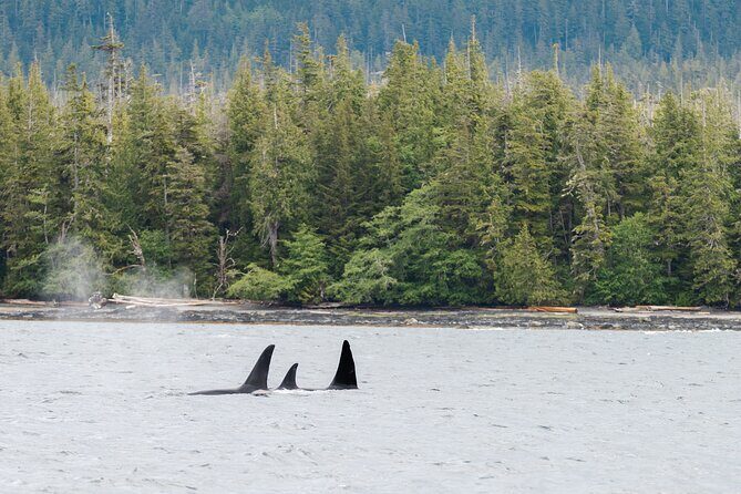 Ketchikan Waterfront & Wildlife Cruise - Practical Details & Tips