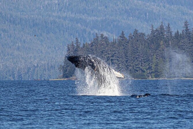 Ketchikan Whale Watching and Nature Tour - Ketchikan Whale Watching and Nature Tour