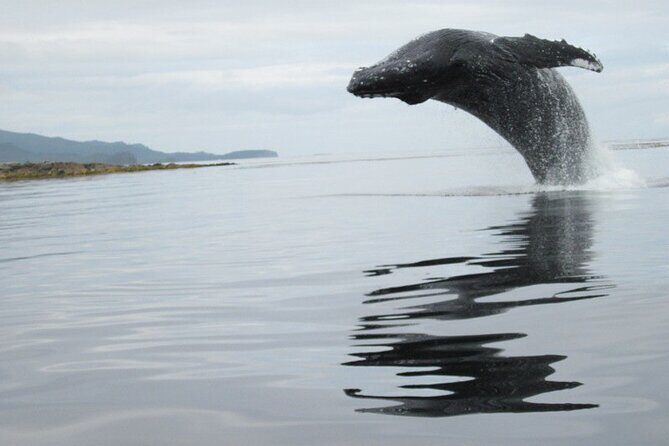 Ketchikan Whale Watching and Nature Tour - FAQ