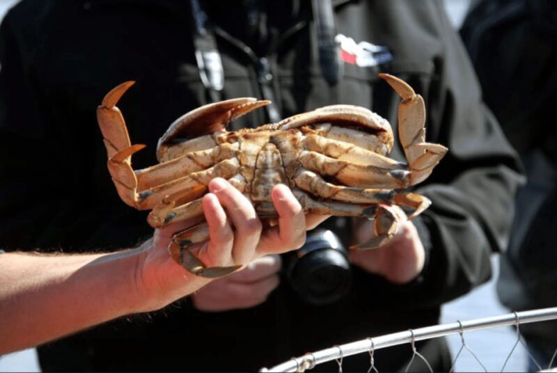 Ketchikan: Wilderness Boat Cruise and Crab Feast Lunch - An In-Depth Look at the Wilderness Boat Cruise and Crab Feast