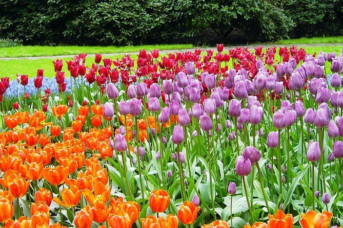 Keukenhof and Flower Fields Private Tour from Amsterdam - Key Points