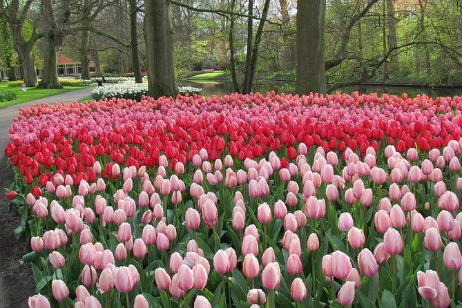 Keukenhof and Flower Fields Private Tour from Amsterdam - Who is This Tour Best For?