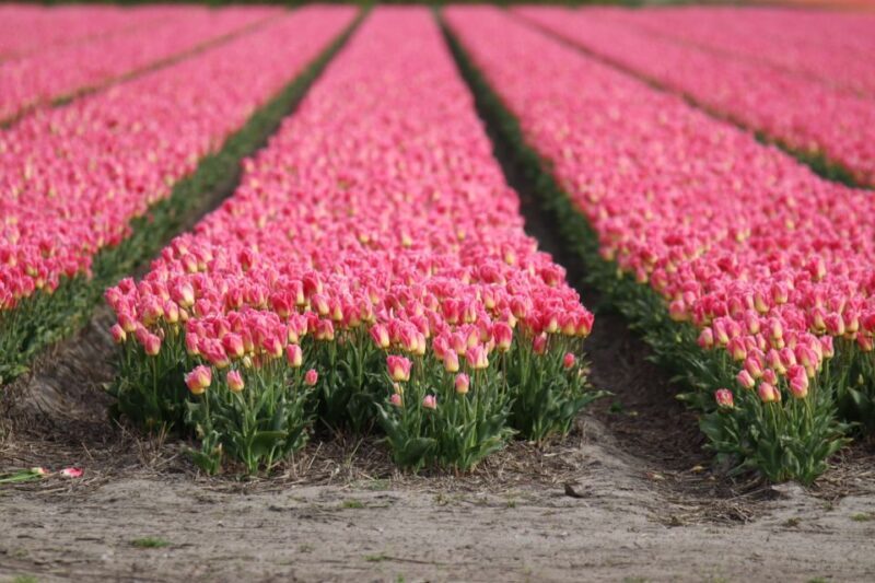 Keukenhof: Flower Fields Small-Group Cultural Bike Tour - The Ride: What to Expect