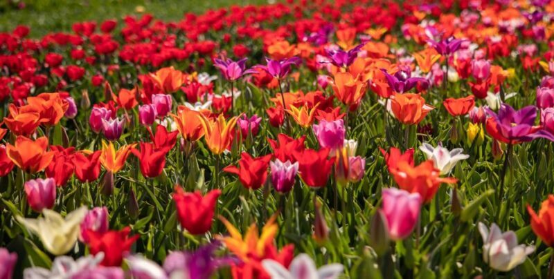 Keukenhof: Flower Fields Small-Group Cultural Bike Tour - Value and Practical Tips