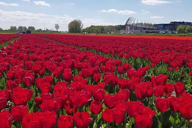 Keukenhof & FlowerFarm Tour From Amsterdam Skip-The-Line tickets - An In-Depth Look at the Keukenhof & Flower Farm Tour