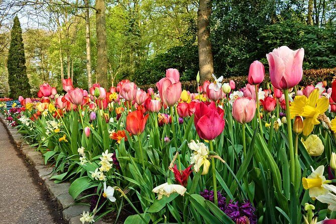 Keukenhof Gardens and Tulips Private Tour from Amsterdam - The Sum Up