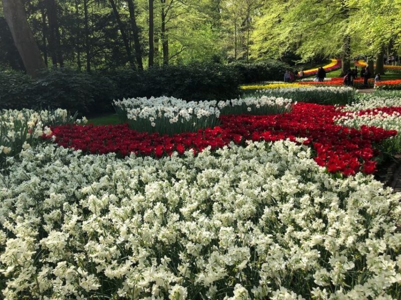 Keukenhof, Tulip Farm, Flower Fields & Windmills - Key Points
