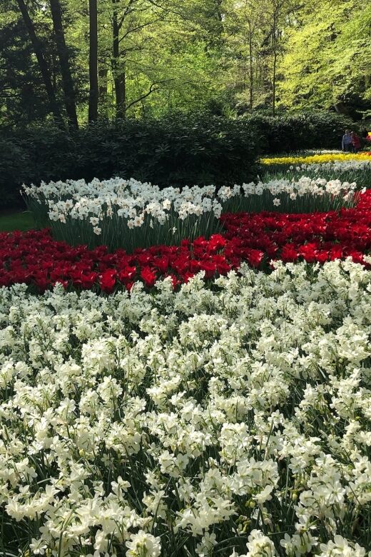 Keukenhof, Tulip Farm, Flower Fields & Windmills - A Deep Dive into the Tour Experience