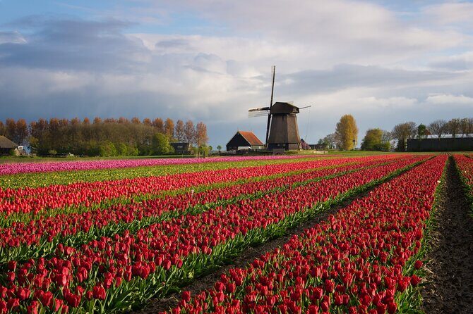 Keukenhof Tulip Garden Tour - Analyzing the Price and Value
