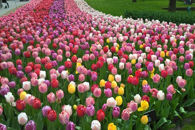 Keukenhof Tulips and Zaanse Schans Windmills Private Day Tour - An In-Depth Look at the Tour Itinerary