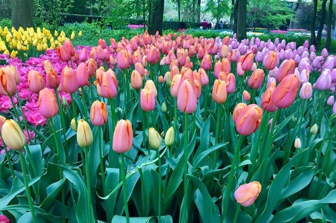 Keukenhof's Tulips and Windmills Small-Group Tour from Amsterdam - FAQs