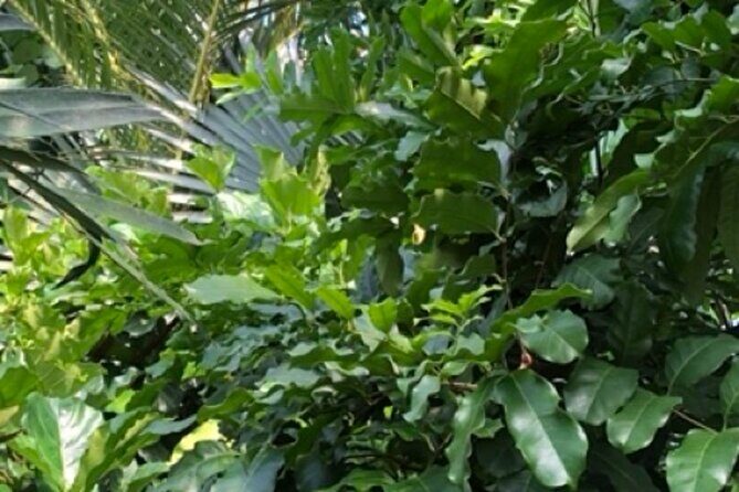 Kew Gardens, Richmond - Self-Guided Audio Tour - Practical Tips for Your Visit