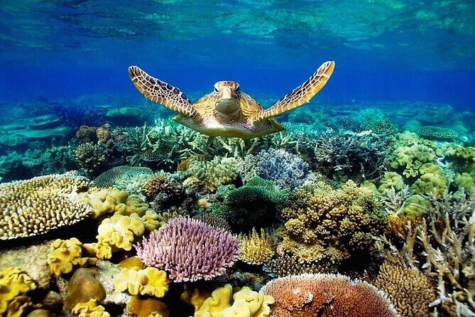 Key Largo Coral Reef Park and Sunset Celebration - In-Depth Look at the Experience