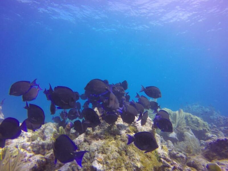 Key Largo: Scuba Refresher Course - Key Points