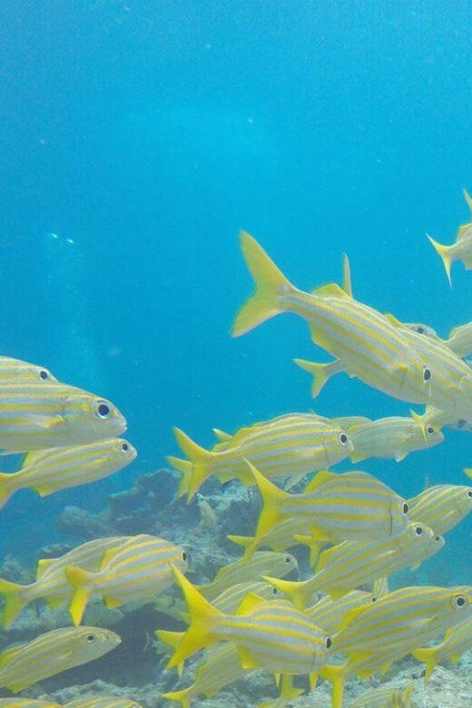 Key Largo: Spiegel Grove Wreck Deep Dive - Price and Value