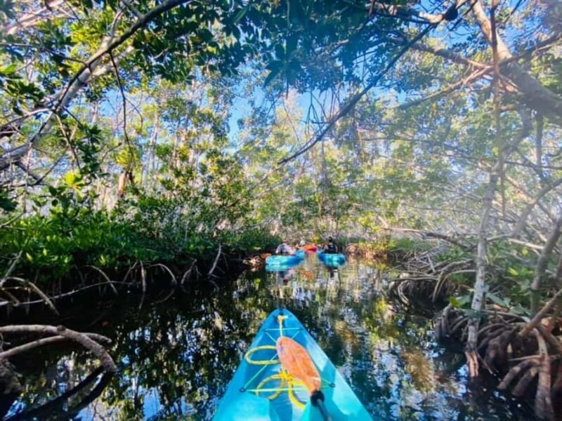 Key West: 2-hour Mangrove Kayak Tour - The setting: Why the Mangroves Matter