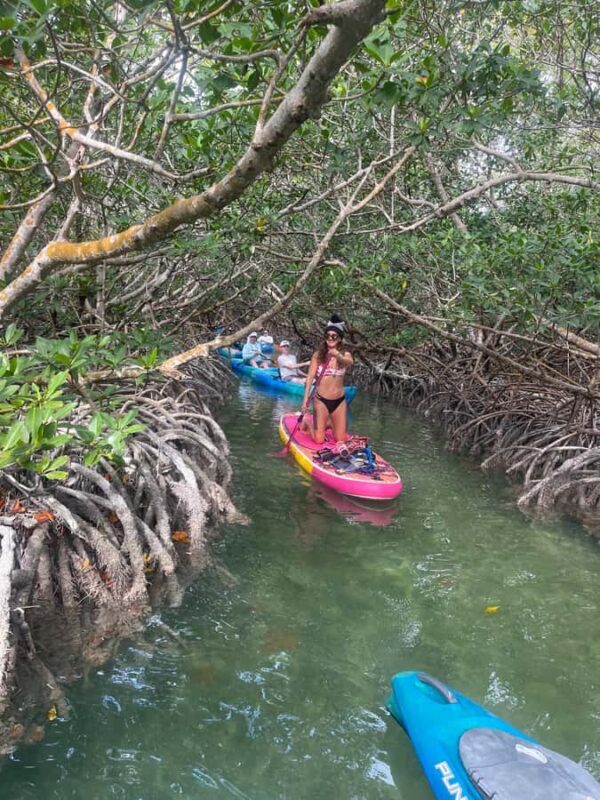Key West: 2-hour Mangrove Kayak Tour - Wildlife Encounters: What You Might See