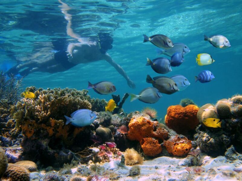 Key West: 2 Reef Snorkel With Sunset Cruise, Includes Drinks - A Closer Look at the Experience