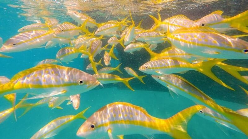 Key West: 3-Hour Morning Reef Snorkel with Lunch and Mimosas - What You Can Expect from the Tour