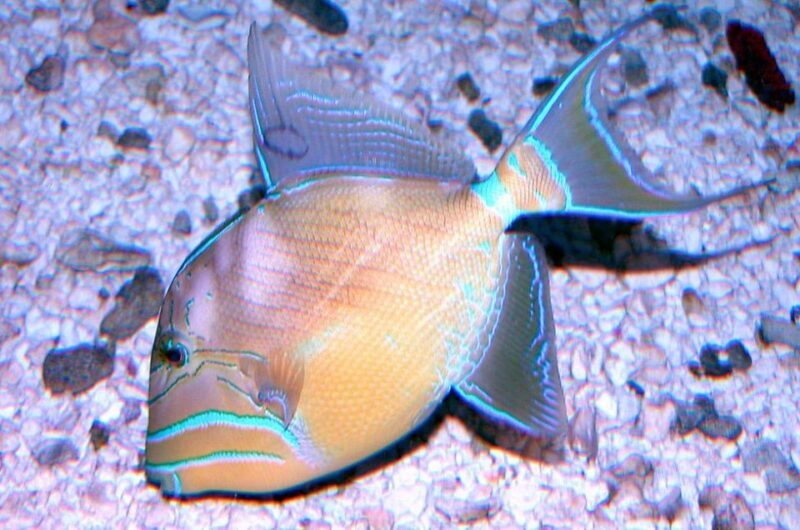 Key West Aquarium Tickets - FAQ